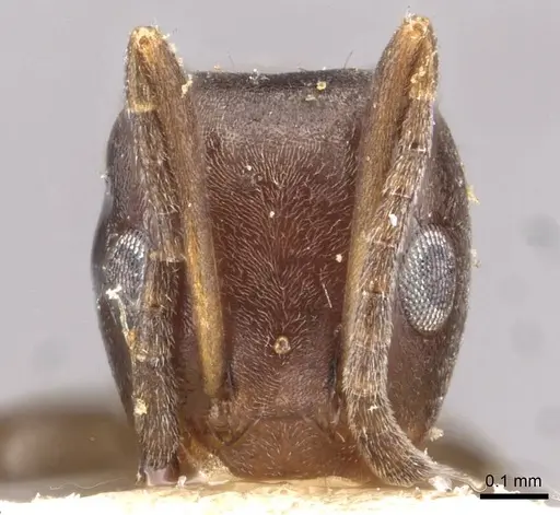 Iridomyrmex mjobergi - CASENT0909548