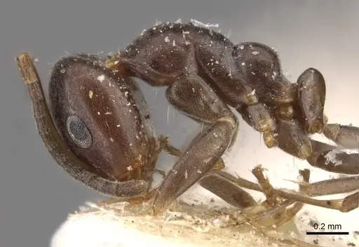Iridomyrmex mjobergi - CASENT0909548