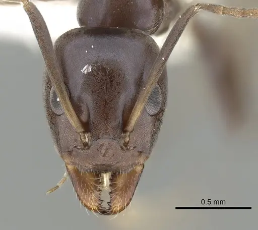 Iridomyrmex neocaledonica specimen