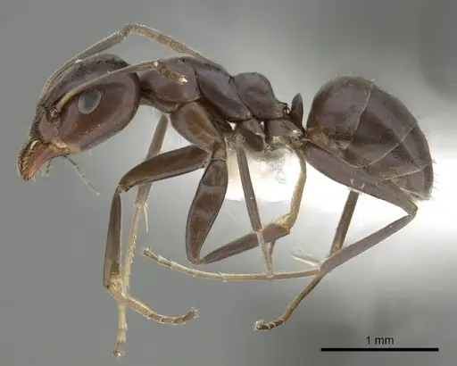 Iridomyrmex neocaledonica specimen
