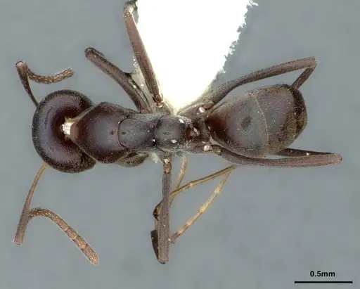 Iridomyrmex neocaledonica - CASENT0886041