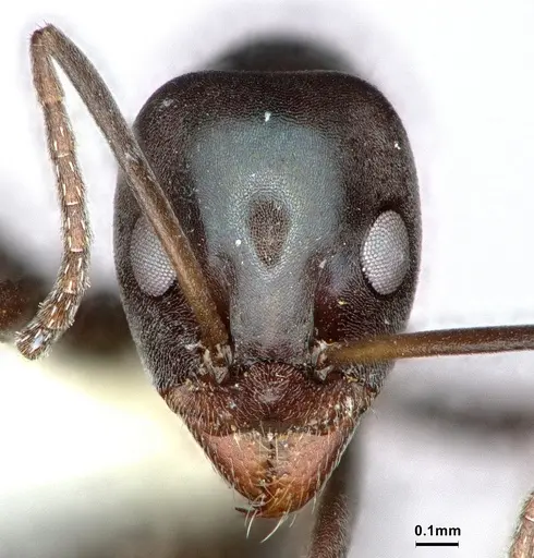 Iridomyrmex neocaledonica - CASENT0886041