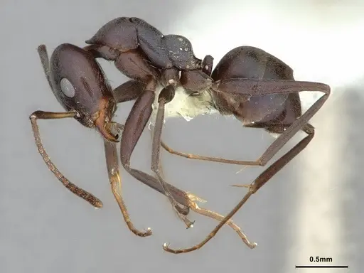 Iridomyrmex neocaledonica - CASENT0886041
