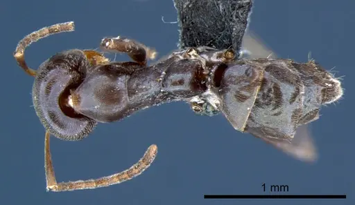 Iridomyrmex neocaledonica - CSIRONC0200
