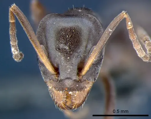 Iridomyrmex neocaledonica - CSIRONC0200