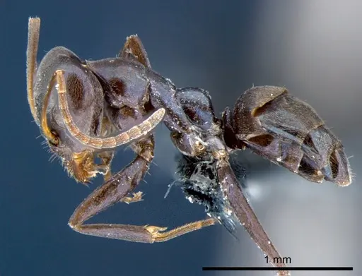 Iridomyrmex neocaledonica - CSIRONC0200