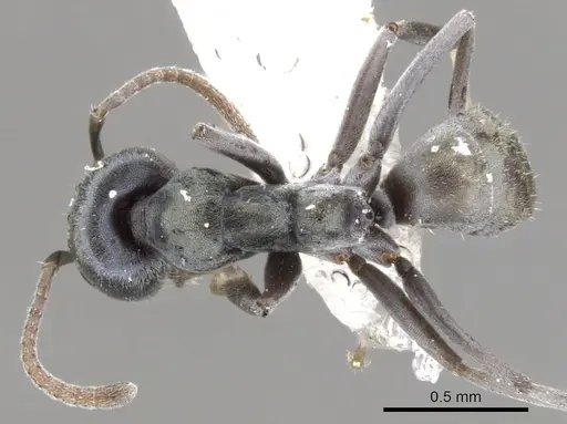 Iridomyrmex niger specimen