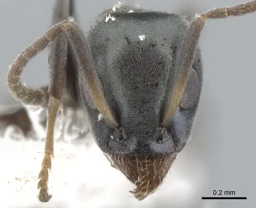 Iridomyrmex niger specimen