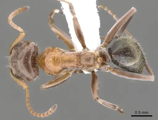 Iridomyrmex nudipes specimen