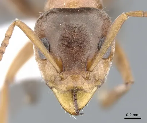 Iridomyrmex nudipes specimen