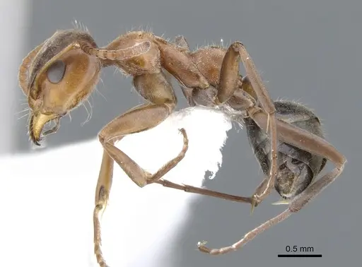 Iridomyrmex nudipes specimen