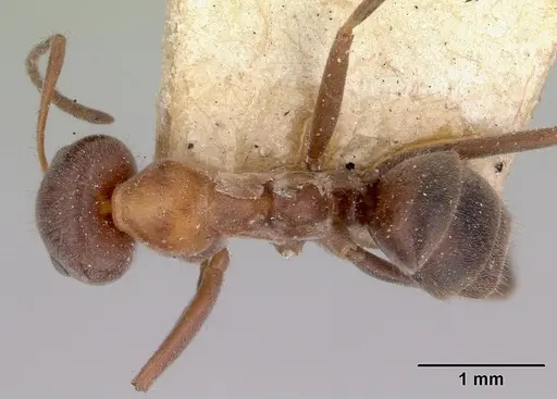 Iridomyrmex obscurior specimen