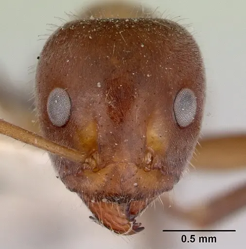 Iridomyrmex obscurior specimen