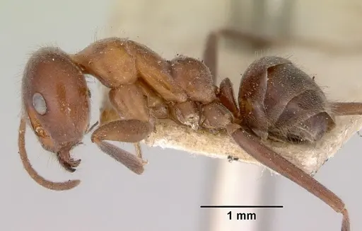 Iridomyrmex obscurior specimen
