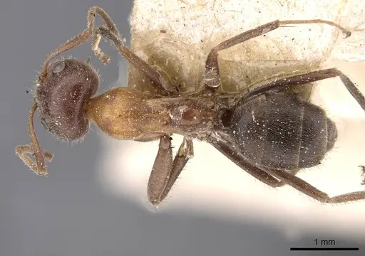 Iridomyrmex obscurior - CASENT0909522