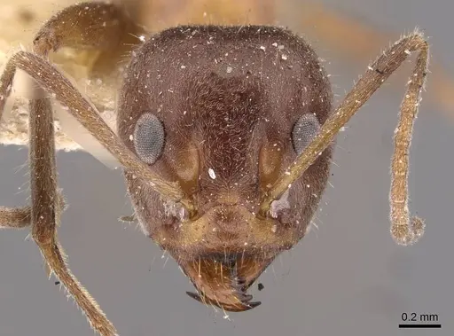 Iridomyrmex obscurior - CASENT0909522