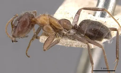 Iridomyrmex obscurior - CASENT0909522