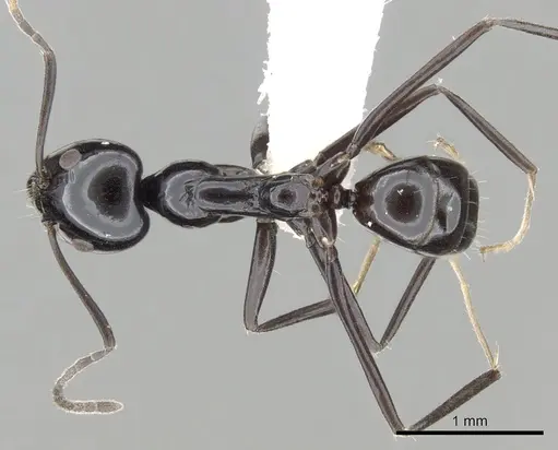 Iridomyrmex obsidianus specimen