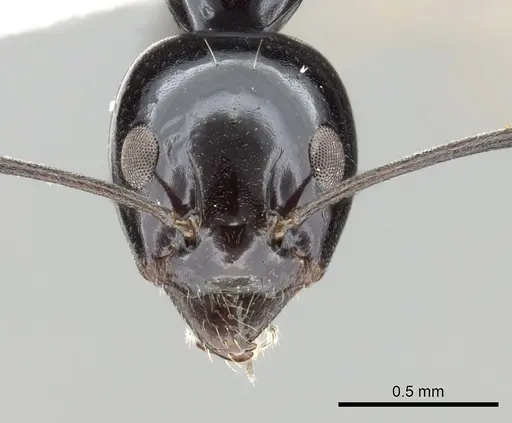 Iridomyrmex obsidianus specimen