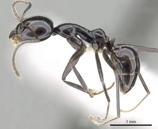 Iridomyrmex obsidianus specimen