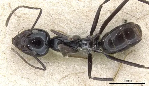 Iridomyrmex obsidianus - CASENT0905052