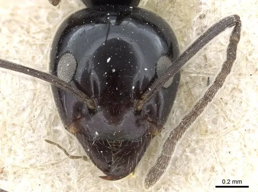Iridomyrmex obsidianus - CASENT0905052