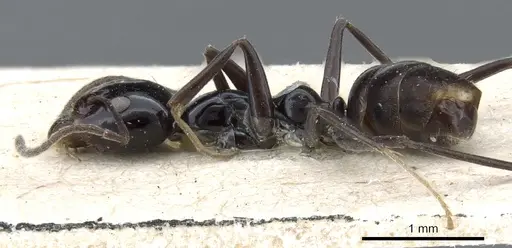 Iridomyrmex obsidianus - CASENT0905052