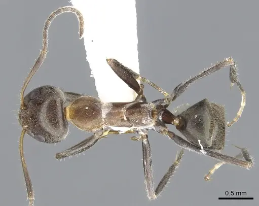 Iridomyrmex omalonotus specimen