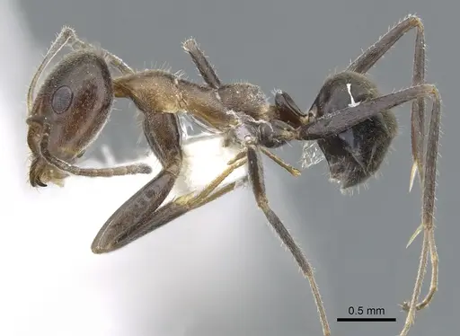 Iridomyrmex omalonotus specimen