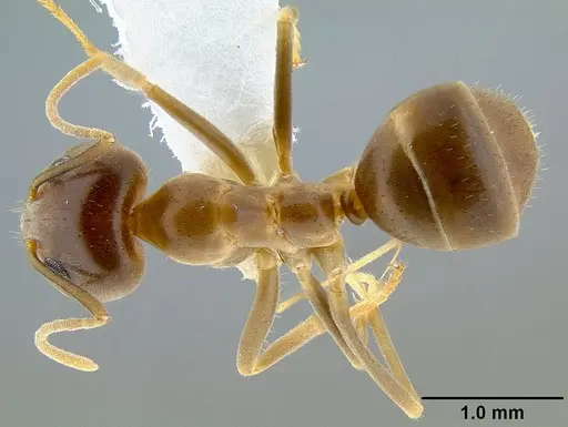 Iridomyrmex pallidus specimen