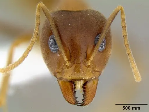 Iridomyrmex pallidus specimen
