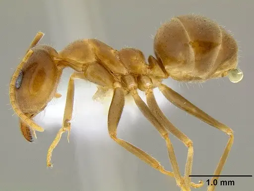 Iridomyrmex pallidus specimen