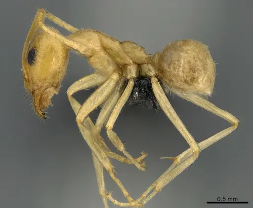 Iridomyrmex pallidus - CASENT0118636