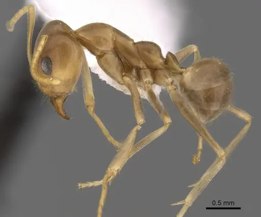 Iridomyrmex pallidus - CASENT0249719