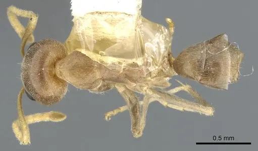 Iridomyrmex pallidus - CASENT0903084