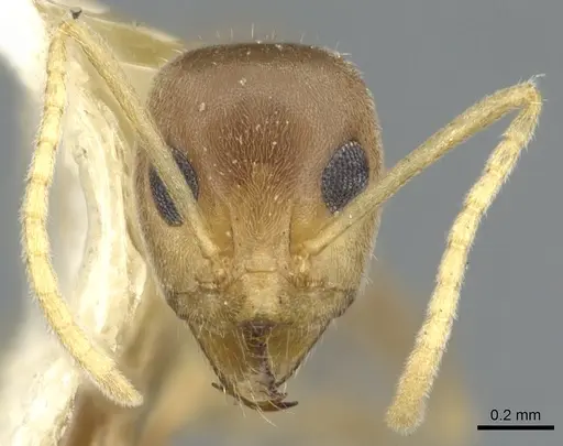 Iridomyrmex pallidus - CASENT0903084