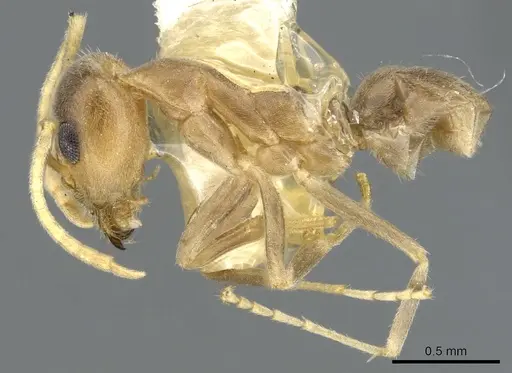 Iridomyrmex pallidus - CASENT0903084