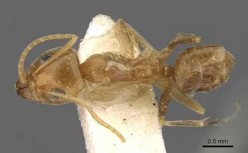 Iridomyrmex pallidus - CASENT0909557