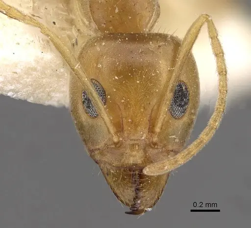 Iridomyrmex pallidus - CASENT0909557