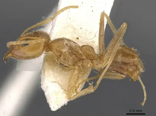 Iridomyrmex pallidus - CASENT0909557