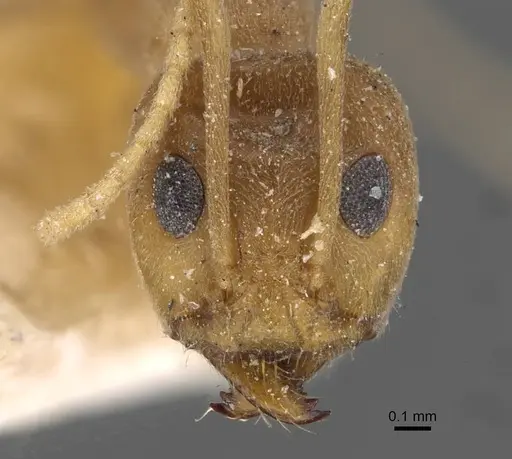 Iridomyrmex pallidus - CASENT0909558