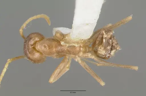 Iridomyrmex pallidus - CASTYPE06982