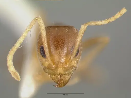 Iridomyrmex pallidus - CASTYPE06982