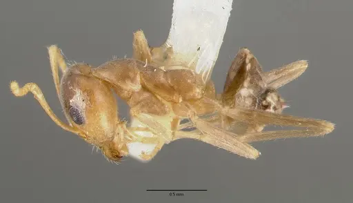 Iridomyrmex pallidus - CASTYPE06982