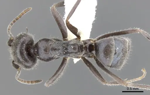 Iridomyrmex phillipensis specimen