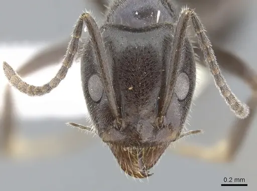 Iridomyrmex phillipensis specimen