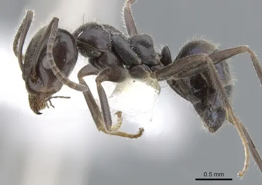Iridomyrmex phillipensis specimen