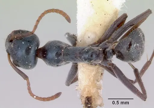 Iridomyrmex prismatis specimen