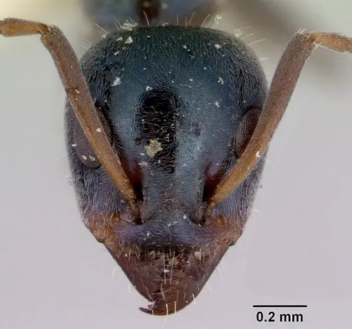 Iridomyrmex prismatis specimen