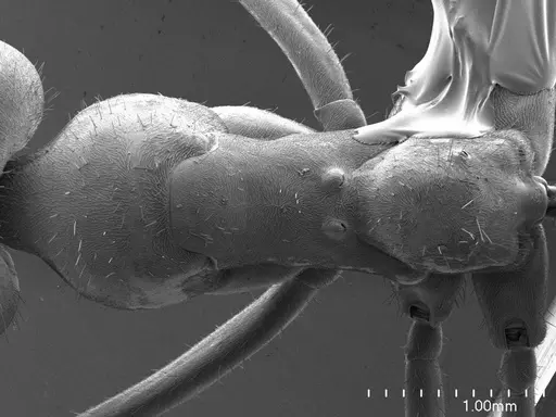 Iridomyrmex purpureus specimen